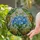 Tiffany Floral Blue White Flower Mosaic Stained Glass Art Dappled Foliage Jewel Tone Stained Glass Suncatcher - 1