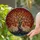 Gnarled Tree Autumn Leaves Stained Glass Tiffany Style Circular Mosaic Foliage Root System Stained Glass Suncatcher - 1