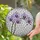 Blooming Lavender Magenta Orchid Stained Glass - Tiffany Style Colorful Floral Art Decor Stained Glass Suncatcher - 1
