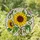 Large Yellow Sunflower Tiffany Stained Glass Floral Mosaic Purple Pink Flower Buds Green Leaves Stained Glass Suncatcher - 2