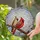 Male Female Cardinal Bird Cherry Blossom Tiffany Stained Glass - Spring Sky Decor Gift Stained Glass Suncatcher - 1