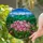 Blooming Pink Mountain Laurel Tiffany Stained Glass - Forested Mountain Peaks Scenery Stained Glass Suncatcher - 1