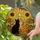Loving Black Cat Orange Tabby Snuggling Sunflowers Sunburst Stained Glass Jewel Tone Art Gift Stained Glass Suncatcher - 1