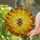 Stained Glass Honey Bee Honeycomb Design - Tiffany Style Hexagonal Mosaic Art Stained Glass Suncatcher - 1