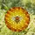 Stained Glass Honey Bee Honeycomb Design - Tiffany Style Hexagonal Mosaic Art Stained Glass Suncatcher - 2