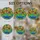 Cacti Succulents Tiffany Stained Glass Mosaic Art - Blooming Jewel Tone Floral Decor Stained Glass Suncatcher - 4