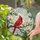 Red Cardinal Bird Stained Glass Suncatcher - Tiffany Art with Magnolia Blossoms & Buds - 1