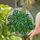 Monstera Deliciosa Leaf Stained Glass Mosaic - Tropical Emerald Green Tiffany Style Art Stained Glass Suncatcher - 1