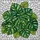 Monstera Deliciosa Leaf Stained Glass Mosaic - Tropical Emerald Green Tiffany Style Art Stained Glass Suncatcher - 5