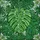 Monstera Leaf Stained Glass Artwork - Intricate Tropical Foliage Botanical Tiffany Art Stained Glass Suncatcher - 5