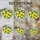Tiffany Style Lemon Blossoms Green Leaves Sky Mosaic Stained Glass Window Art Decor Stained Glass Suncatcher - 4