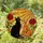 Black Cat Orange Tabby Cats with Glowing Eyes Red Roses Setting Sun Mosaic Tiffany Glass Art Stained Glass Suncatcher - 2