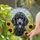 Black Standard Poodle Sunflowers Wheat Tiffany Glass Countryside Dog Lover Gift Stained Glass Suncatcher - 1