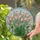 Vibrant Pink Peach Tulips Stained Glass Mosaic Art - Highly Detailed Tiffany Jewel Tones Stained Glass Suncatcher - 1