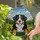 Detailed Bernese Mountain Dog Stained Glass Tiffany Art - Mosaic Hills Sky Dog Lover Gift Stained Glass Suncatcher - 1