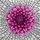 Intricate Dahlia Flower Stained Glass Suncatcher - Jewel Tone Mosaic Garden Decor - 5