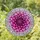 Intricate Dahlia Flower Stained Glass Suncatcher - Jewel Tone Mosaic Garden Decor - 2