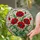 Highly Detailed Red Poppy Flowers Stained Glass Mosaic - Tiffany Style Intricate Jewel Tones Stained Glass Suncatcher - 1