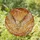 Barn Owl Full Flight Stained Glass Art with Intricate Tiffany Style Sunset Sky Mosaic Stained Glass Suncatcher - 2