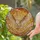 Barn Owl Full Flight Stained Glass Art with Intricate Tiffany Style Sunset Sky Mosaic Stained Glass Suncatcher - 1