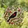 Blackbird Perched Branch Ruby Red Emerald Green Stained Glass Golden Amber Leaves Stained Glass Suncatcher - 2