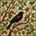 Blackbird Perched Branch Ruby Red Emerald Green Stained Glass Golden Amber Leaves Stained Glass Suncatcher - 5