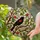Blackbird Perched Branch Ruby Red Emerald Green Stained Glass Golden Amber Leaves Stained Glass Suncatcher - 1