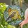 Tiffany Stained Glass Yellow Warbler Butterflies Sunburst - Jewel Tone Mosaic Art Stained Glass Suncatcher - 1