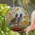 California Quail Poppy Flowers Intricate Tiffany Style Stained Glass Mosaic Art Window Display Stained Glass Suncatcher - 1