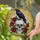 Realistic Human Skull Raven Red Roses Tiffany Stained Glass Mosaic Art Jewel Tones Stained Glass Suncatcher - 1