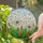 Tiffany Dandelion Puffball Floral Stained Glass Meadow - Blowing Seeds Gradient Sky Stained Glass Suncatcher - 1