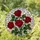 Red Roses Rose Leaves Tiffany Glass Mosaic - Ruby Emerald Jewel Tone Stained Glass Art Stained Glass Suncatcher - 2