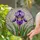 Purple Iris Stained Glass Flower - Colorful Intricate Mosaic Botanical Art Design Stained Glass Suncatcher - 1