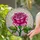 Fully Bloomed Pink Rose Stained Glass Mosaic Art - Tiffany Style Translucent Petals Stained Glass Suncatcher - 1
