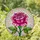 Fully Bloomed Pink Rose Stained Glass Mosaic Art - Tiffany Style Translucent Petals Stained Glass Suncatcher - 2