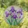 Vibrant Purple Iris Stained Glass Mosaic - Tiffany Style Translucent Floral Window Art Decor Stained Glass Suncatcher - 2