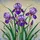 Vibrant Purple Iris Stained Glass Mosaic - Tiffany Style Translucent Floral Window Art Decor Stained Glass Suncatcher - 5