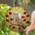 Mottled Brown Owls Red Poppies Radiant Sun Mosaic Tiffany Stained Glass Home Decor Stained Glass Suncatcher - 1
