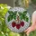 Tiffany Stained Glass Red Raspberries & Green Leaves Mosaic Art - Home Decor Gift Stained Glass Suncatcher - 1
