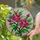 Tiffany Stained Glass Flowers Pink Fuchsia Petals - Glowing Nature Floral Mosaic Art Stained Glass Suncatcher - 1