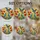 Stained Glass Blue Orange Birds Poppies Sun Mosaic - Tiffany Style Jewel Tone Art Stained Glass Suncatcher - 4