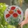 Vivid Stained Glass Poppy Flowers Tiffany Style - Detailed Floral Mosaic Art Home Decor Stained Glass Suncatcher - 1