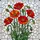 Vivid Stained Glass Poppy Flowers Tiffany Style - Detailed Floral Mosaic Art Home Decor Stained Glass Suncatcher - 5