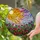 Tiffany Stained Glass Rose Garden Radiant Sun Swirling Clouds Sky Jewel Tones Stained Glass Suncatcher - 1