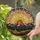 Tiffany Glass Sun Mountain Forest Evergreen Autumn Foliage Sky Rays Clouds Stained Glass Suncatcher - 1