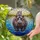 Intricate Colorful Glowing Tiffany Stained Glass Hippopotamus Family River Wildlife Art Stained Glass Suncatcher - 1