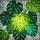 Monstera Leaf Tiffany Style Stained Glass Mosaic - Glowing Jewel Tone Botanical Decor Stained Glass Suncatcher - 5