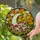 Crescent Moon Toadstool Poppies Stained Glass Art - Intricate Botanical Nature Decor Stained Glass Suncatcher - 1