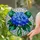 Blue Hydrangea Tiffany Stained Glass Emerald Green Leaves Sapphire Mosaic Home Decor Stained Glass Suncatcher - 1