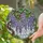 Cascading Wisteria Flowers Tiffany Glass Style Art, Luminous Sky Mosaic & Lush Leaves Stained Glass Suncatcher - 1